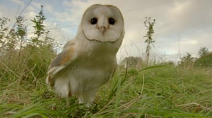 Nature, Season 33 Episode 10 image