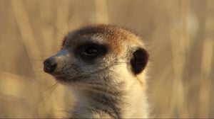 Meerkat Manor, Season 3 Episode 2 image