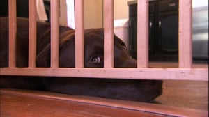 It's Me or the Dog, Season 1 Episode 6 image