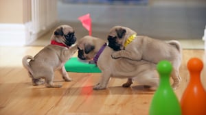 Cutie Pugs, Season 1 Episode 16 image