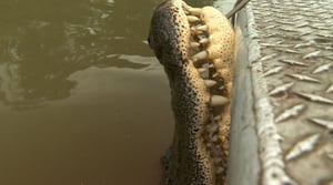 Swamp People, Season 12 Episode 15 image