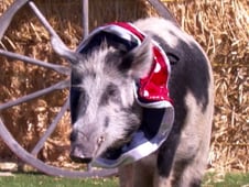 Britain's Got Talent, Season 15 Episode 11 image