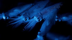 Night on Earth, Season 1 Episode 4 image