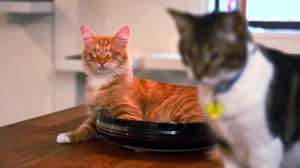 My Cat from Hell, Season 8 Episode 3 image