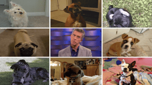 America's Funniest Home Videos, Season 19 Episode 22 image