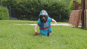 Animals Unleashed, Season 1 Episode 3 image