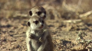 Meerkat Manor, Season 3 Episode 11 image