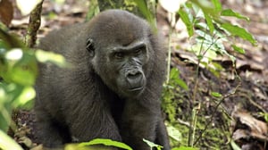 Terra Mater, Season 1 Episode 49 image