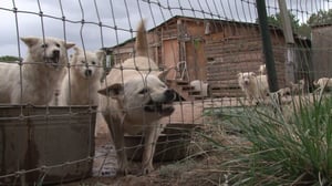 Confessions: Animal Hoarding, Season 1 Episode 5 image