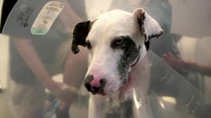 The Vet Life, Season 4 Episode 3 image