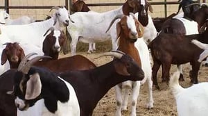 America's Heartland, Season 8 Episode 12 image