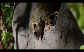 Andy's Safari Adventures, Season 1 Episode 20 image