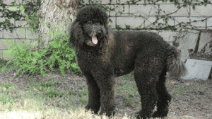 Dog Whisperer with Cesar Millan, Season 7 Episode 14 image