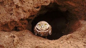 Nature, Season 30 Episode 2 image