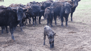 The Incredible Dr. Pol, Season 14 Episode 4 image