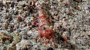 Earth Odyssey with Dylan Dreyer, Season 5 Episode 12 image