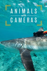 Animals With Cameras