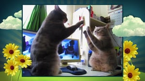 America's Cutest, Season 2 Episode 2 image