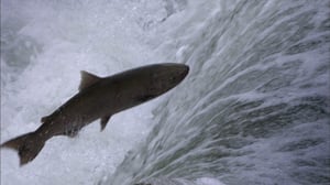 Nature, Season 29 Episode 13 image