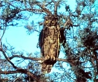 The Life and Times of Grizzly Adams, Season 1 Episode 6 image