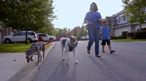 Pit Bulls and Parolees, Season 13 Episode 9 image