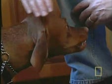 Dog Whisperer, Season 1 Episode 3 image
