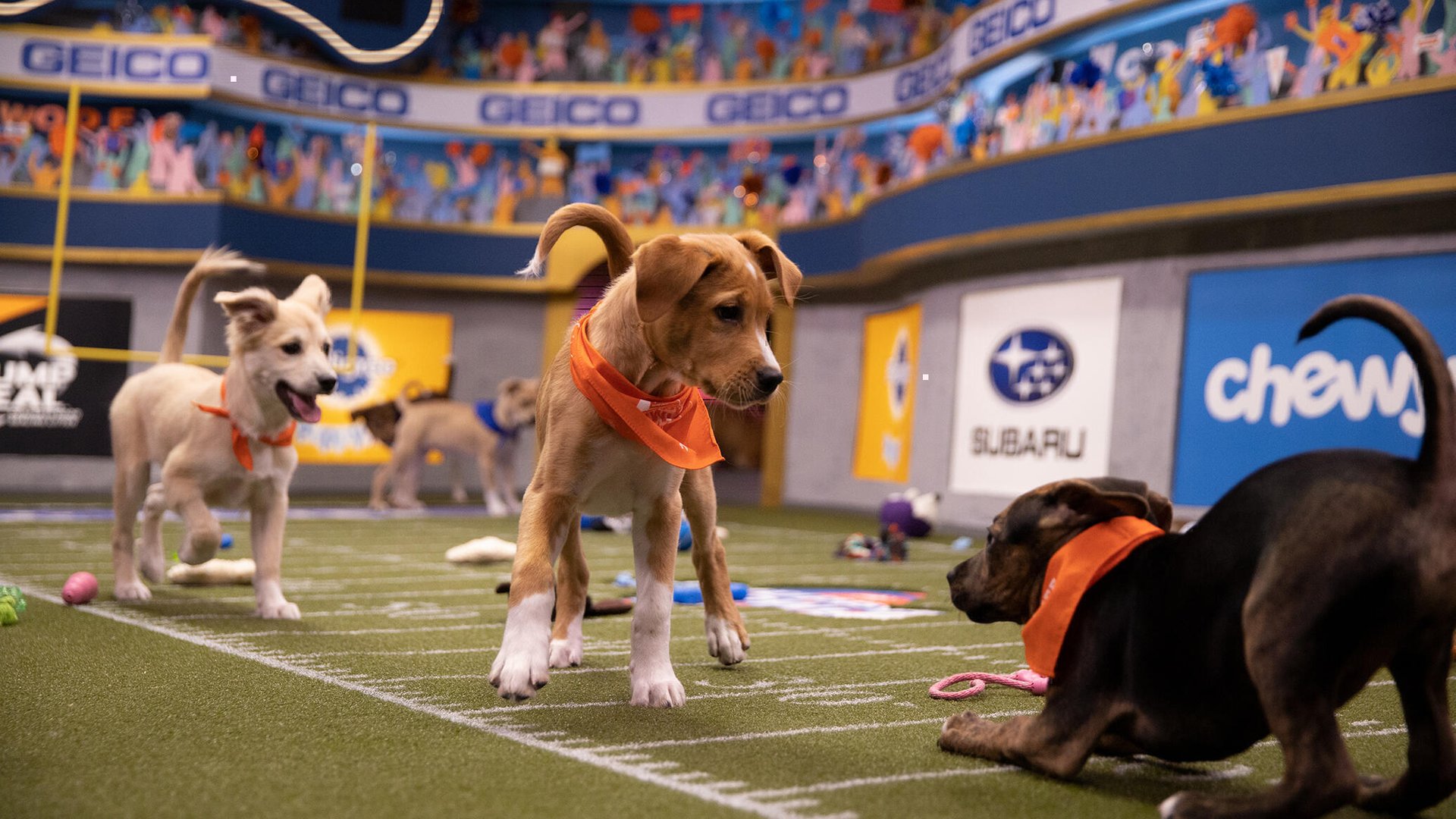 Puppy Bowl XVI