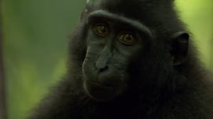 Nature, Season 32 Episode 11 image