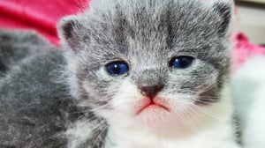 Too Cute!, Season 5 Episode 3 image