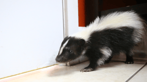 Dr K's Exotic Animal ER, Season 7 Episode 2 image