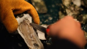 Original Fare, Season 1 Episode 15 image