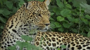 Savage Kingdom, Season 3 Episode 4 image