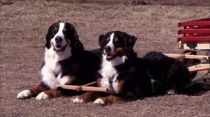 Dogs 101, Season 2 Episode 4 image