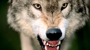 I Was Prey, Season 3 Episode 7 image