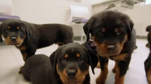 The Vet Life, Season 1 Episode 7 image