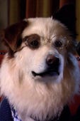 Dog with a Blog, Season 3 Episode 18 image