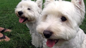 Dogs 101, Season 1 Episode 5 image