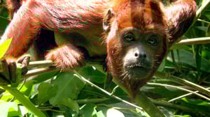 Earth Odyssey with Dylan Dreyer, Season 2 Episode 13 image