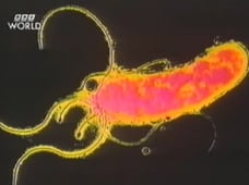 Horizon, Season 31 Episode 15 image