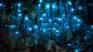 Ocean Treks with Jeff Corwin, Season 1 Episode 19 image