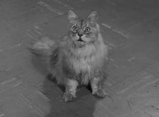 Leave It to Beaver, Season 5 Episode 5 image