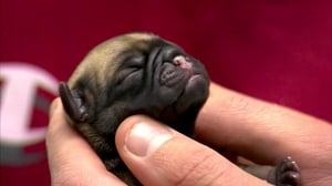 Bondi Vet, Season 2 Episode 1 image