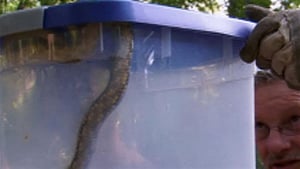 Billy the Exterminator, Season 3 Episode 1 image