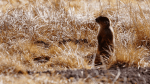 Prairie Dog Manor, Season 1 Episode 1 image