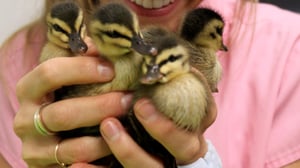 Bondi Vet, Season 4 Episode 8 image