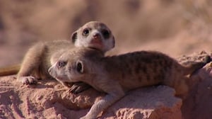 Meerkat Manor, Season 1 Episode 8 image