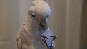 Animals Unleashed, Season 1 Episode 50 image