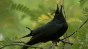 Madagascar, Season 1 Episode 1 image