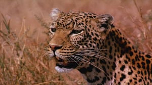 Dual Survival, Season 3 Episode 3 image