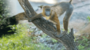 Magic of Disney's Animal Kingdom, Season 1 Episode 4 image